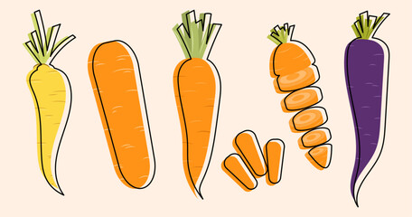 Colorful set of carrots. Includes orange, yellow and purple carrots. Vector illustration of fresh vegetables, hand drawn, outline. Great for healthy food, recipes, and farm designs.