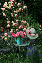 Rose Pierre de Ronsard in garden