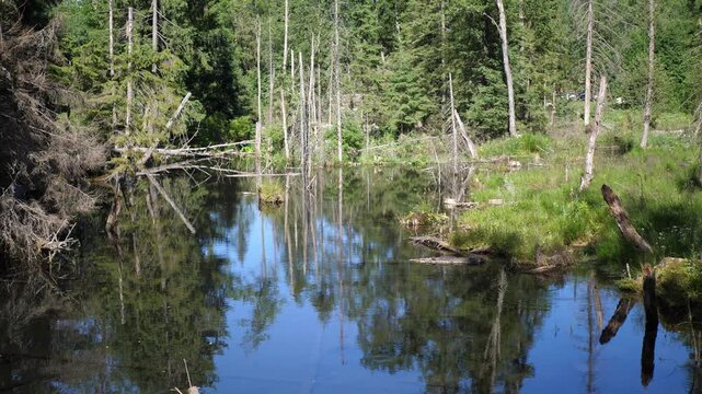 Wide, calm forest stream flowing gently through lush greenery. Clear water reflects summer sunlight. Natural surroundings with fallen trees, rich vegetation, and peaceful atmosphere.
