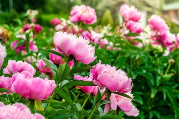 A close-up view of vibrant pink peonies in full bloom in a summer garden setting.