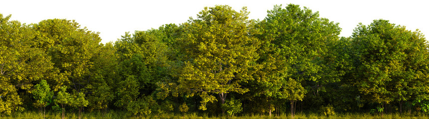 A group of trees that are in the middle of a field on a transparent background. 3D rendering...