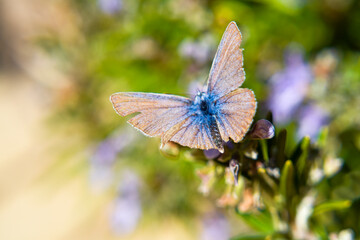 butterfly on a flower with cut wings