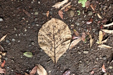 Dry teak leaves that have fallen and are resting on a pile of dry leaf litter. Leaves in shades of brown and yellow that are decaying. Trees shedding in autumn and the natural atmosphere.
