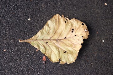 Single dry teak leaves that have fallen on an asphalt. Leaf that isolated with dark gray background.