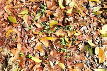 Photo of fallen leaves or leaf litter on rocky ground. Brown and green colors dominate, natural texture is evident. Suitable for background or nature illustration.