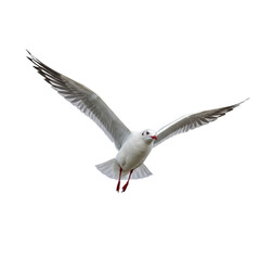 Adult seagull with transparent plumage, light grey wingtips, bright red beak, red webbed feet, in dynamic mid-flight with outstretched wings, high-angle shot on clean transparent studio background
