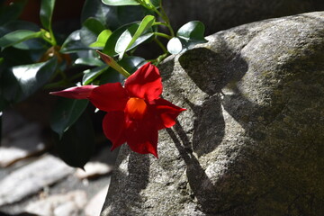 rote Blüte