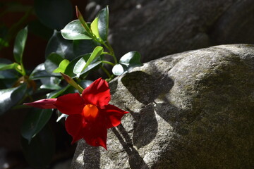 rote Blüte