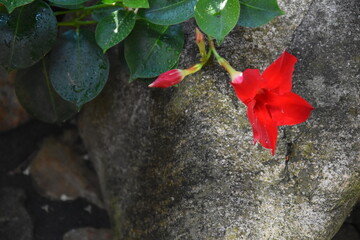 rote Blüte