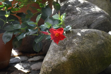 rote Blüte