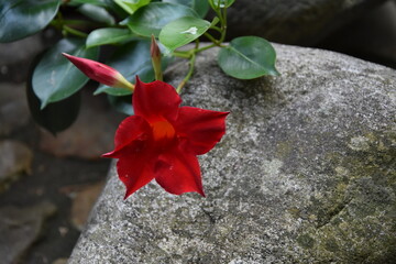 rote Blüte