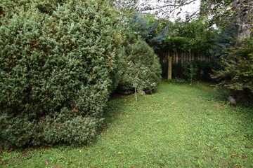 Garten mit Wacholder