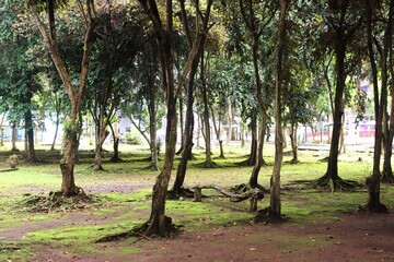 A peaceful forest park with tall trees standing on lush green moss-covered ground, creating a natural and refreshing atmosphere. Sunlight filters through the dense canopy