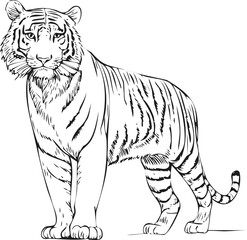 Obraz premium Majestic Tiger Outline Illustration