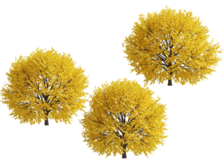 Three vibrant yellow trees with dense foliage showcasing their full autumnal beauty isolated on transparent background