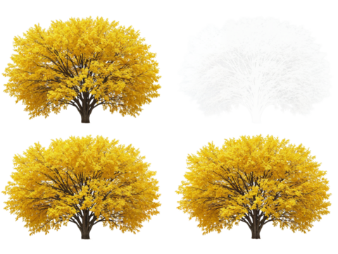 Four realistic golden yellow autumn trees with detailed branches and foliage isolated on transparent background