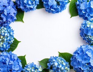 Hydrangea flowers arranged in a frame