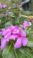 pink flowers in the garden
