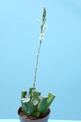 Close-up: Haworthia truncata with flowers. Photo with maximum depth of field on light background.