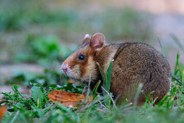 European Hamster in Grass – Wildlife Photography of Cricetus cricetus in Natural Habitat