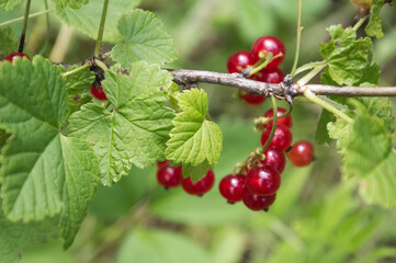Ripe red currants on a branch in the garden close up