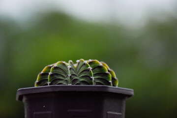 Small cactus collection succulent plant in mini pots. Mini cactus in pot concept. Variety of green...