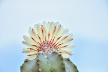 Cactus flower Astrophytum asterias. Small cactus collection succulent plant in mini pots.  