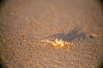 A crab on the beach is running on the white sand. Exotic animals in the resorts of tropical islands. The concept of a beach holiday in the tropics.