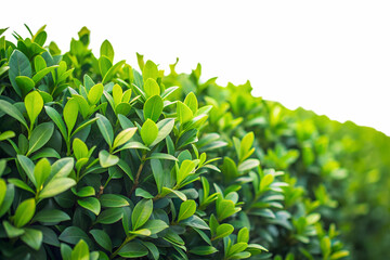 Fototapeta premium Lush Green Bush with Leaves on Transparent Background