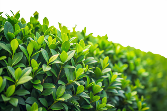 Lush Green Bush with Leaves on Transparent Background