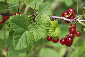 Red currant on a branch with green leaves, close-up