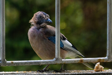 Close-up of eurasian jay perching