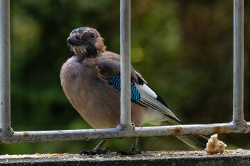 Close-up of eurasian jay perching