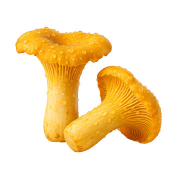 Fresh Chanterelle Mushrooms