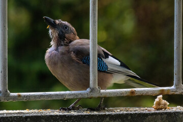 Close-up of eurasian jay perching