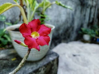 A vibrant pink adenium flower with a yellow center blooms in the foreground, with a potted plant...