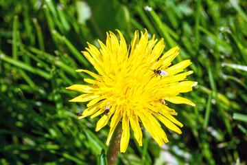 Close-up of a dandelion flower with various insects gathering pollen