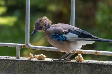 Close-up of eurasian jay perching