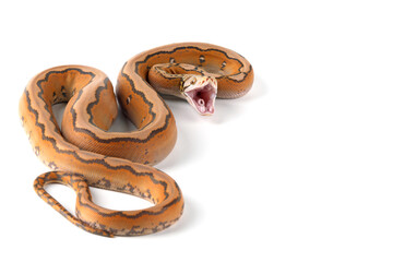 Orange Glow Motley Reticulated Python (Malayopython reticulatus), is a morph python native to Southeast Asia.