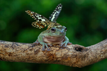 A curious Dumpy White Tree Frog feel surprised as a butterfly perched on its head. The frog is native to Indonesia.