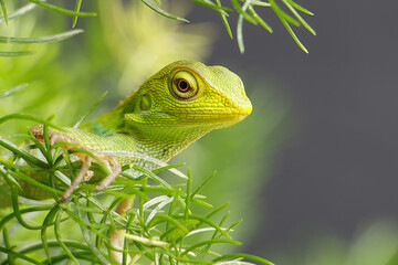 Green Jubata Lizard or Maned Forest Lizard (Bronchocela jubata) is a species of agamid lizard found in Southeast Asia, primarily in Indonesia.