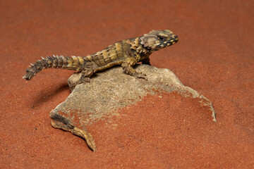 The Armadillo girdled lizard (Ouroborus cataphractus) is endemic to desert areas along the western coast of South Africa.