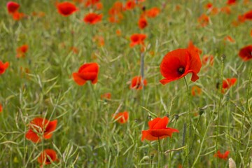 The gentle sway of red poppies fills a vast field, painting the earth with their vibrant, elegant presence.