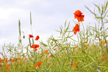 Scarlet poppies stretch across the field, their bold hues brightening the natural landscape with lively elegance.