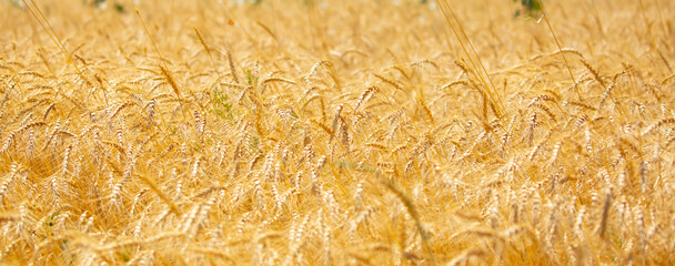 Wheat field on a sunny day. Grain farming, ears of wheat close-up. Agriculture, growing food products.