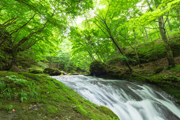 waterfall in the green forest