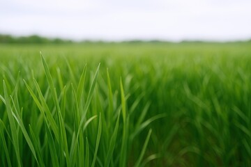 Fototapeta premium Lush Green Grass Field with Tall Blades and Vibrant Fresh Spring Vegetation.