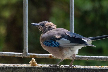 Close-up of eurasian jay perching