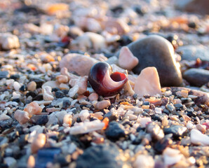 Shells and stones on the beach