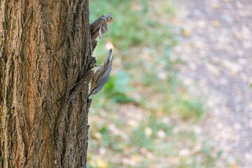 Close-up of eurasian jay or wood nuthatch perching on tree